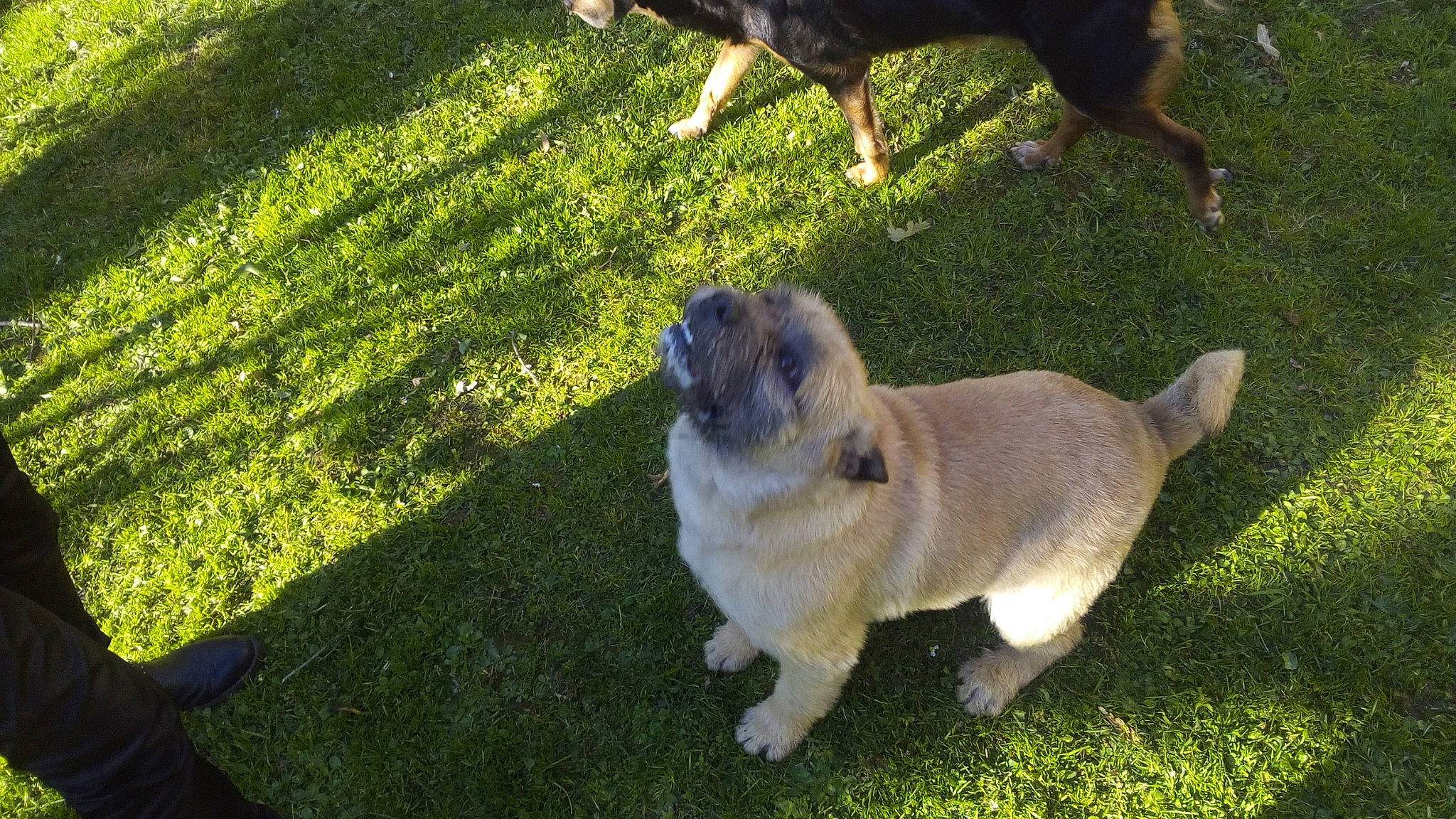 Guizmo a rejoint le concours — aidez-le/la à gagner de superbes lots ! akita, canidae, carnivore, companion_dog, dog, dog_breed, fawn, grass, lawn, mammal, pug, puppy, sporting_group, tail, vertebrate