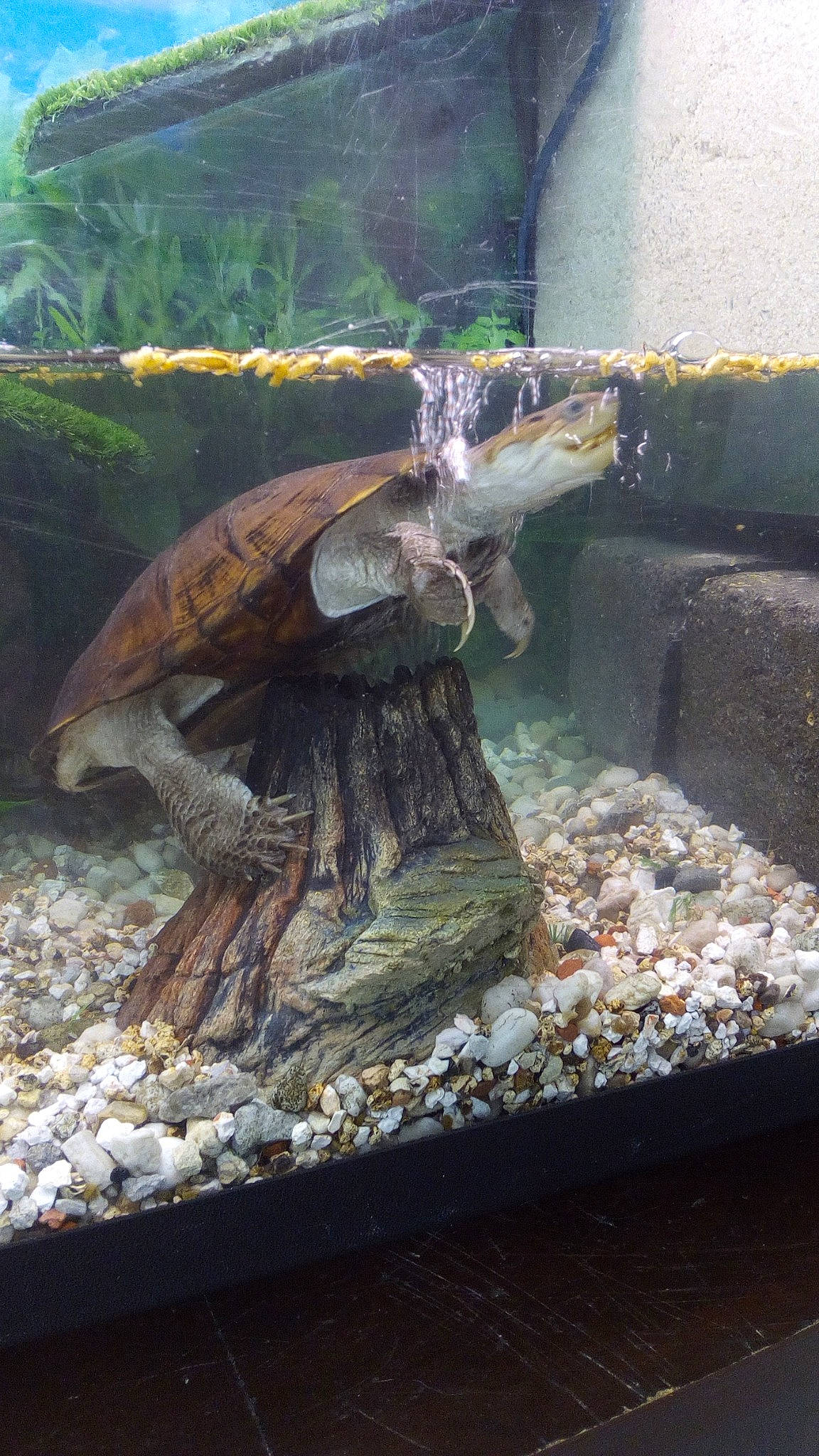 Franklin participe au concours pour gagner de l'argent avec cette photo : aquarium, box_turtle, chelydridae, common_snapping_turtle, freshwater_aquarium, geoemydidae, kinosternidae, pond_turtle, reptile, tortoise, turtle