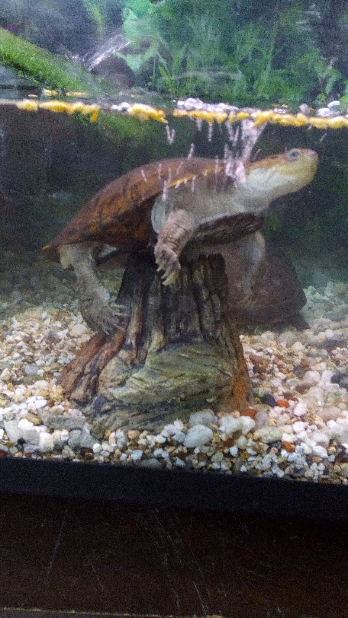 Franklin a rejoint le concours — aidez-le/la à gagner de superbes lots ! alligator_snapping_turtle, aquarium, aquarium_decor, aquatic_plant, chelydridae, common_snapping_turtle, freshwater_aquarium, organism, reptile, tortoise, turtle