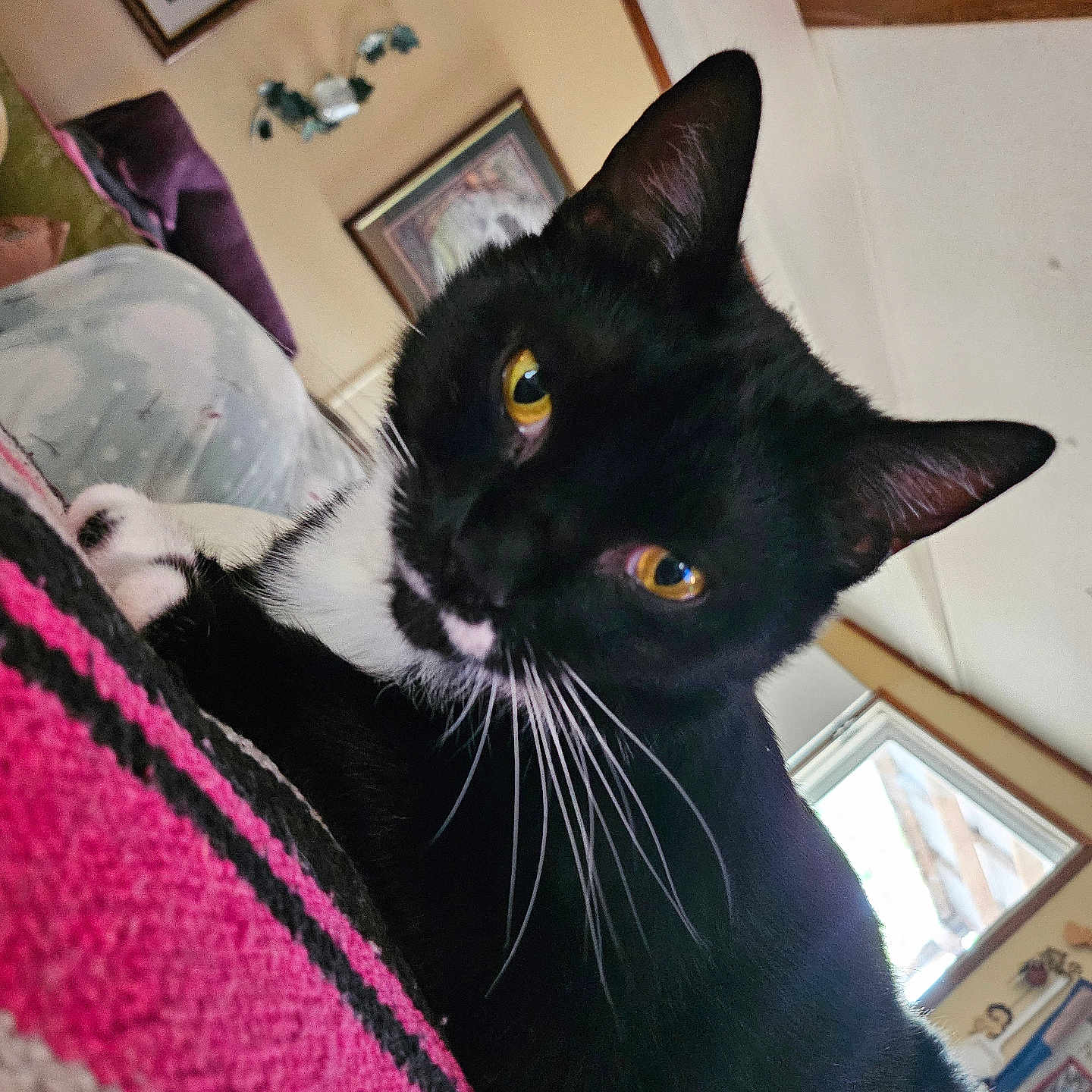 Oliver is registered to the contest to win money with this photo: abyssinian, animal, architecture, bed, bedroom, blackcat, blanket, building, cat, couch, furniture, homedecor, indoors, kitten, livingroom, manx, person, pet, photoframe, room