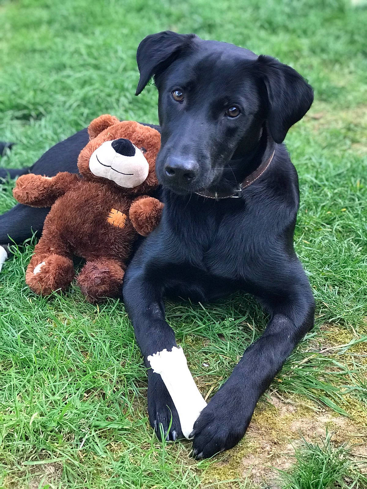 Oslo a rejoint le concours — aidez-le/la à gagner de superbes lots ! borador, canidae, carnivore, companion_dog, dog, dog_breed, flat_coated_retriever, hunting_dog, labrador_retriever, mammal, patterdale_terrier, plant, puppy, rare_breed_dog, retriever, snout, sporting_group, vertebrate