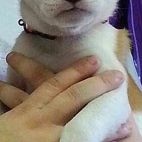 Phoebe
