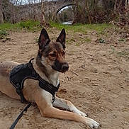 Mély participe au concours pour gagner de l'argent avec cette photo : dog, canine, outdoor, sand, harness, bridge, river, nature, trees, grass, animal, resting, landscape, quiet, scenic, brown, black, ears, paw, leash
