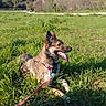 Mély participe au concours pour gagner de l'argent avec cette photo : dog, grass, leash, outdoor, park, canine, sunlight, nature, happy, tongue, greenery, trees, sky, animal, pet, summer, relaxing, daytime, mammal, field