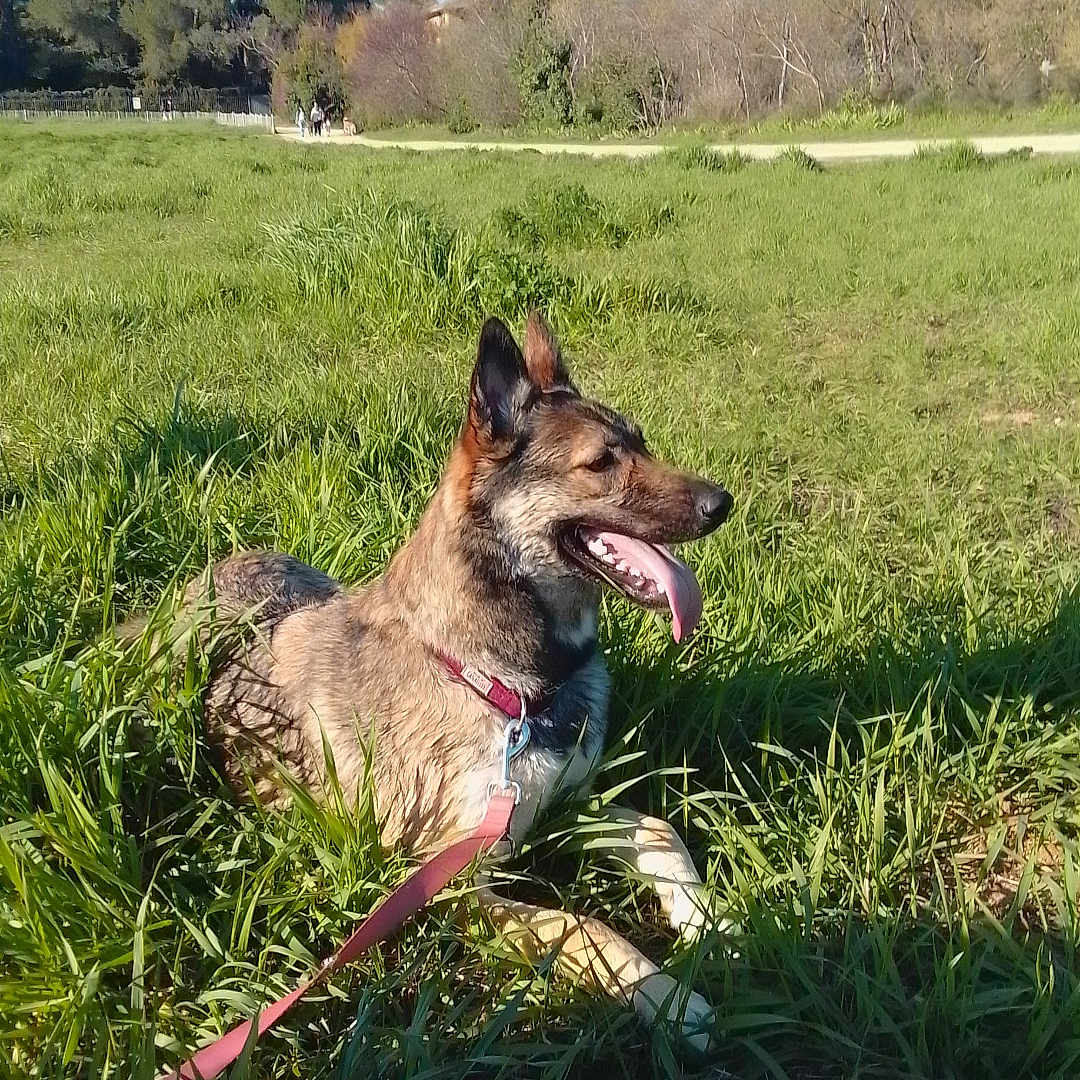 Mély participe au concours pour gagner de l'argent avec cette photo : dog, grass, leash, outdoor, park, canine, sunlight, nature, happy, tongue, greenery, trees, sky, animal, pet, summer, relaxing, daytime, mammal, field
