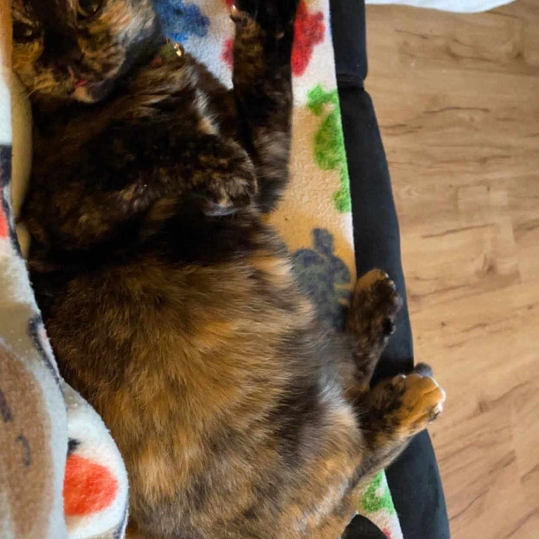 Whiskey joined the competition — help win amazing prizes! animal, blanket, cat, colorful, comfort, cozy, cute, feline, fur, home, indoor, paw, pet, raised_paw, relaxing, resting, sleepy, soft, tortoiseshell, wooden_floor