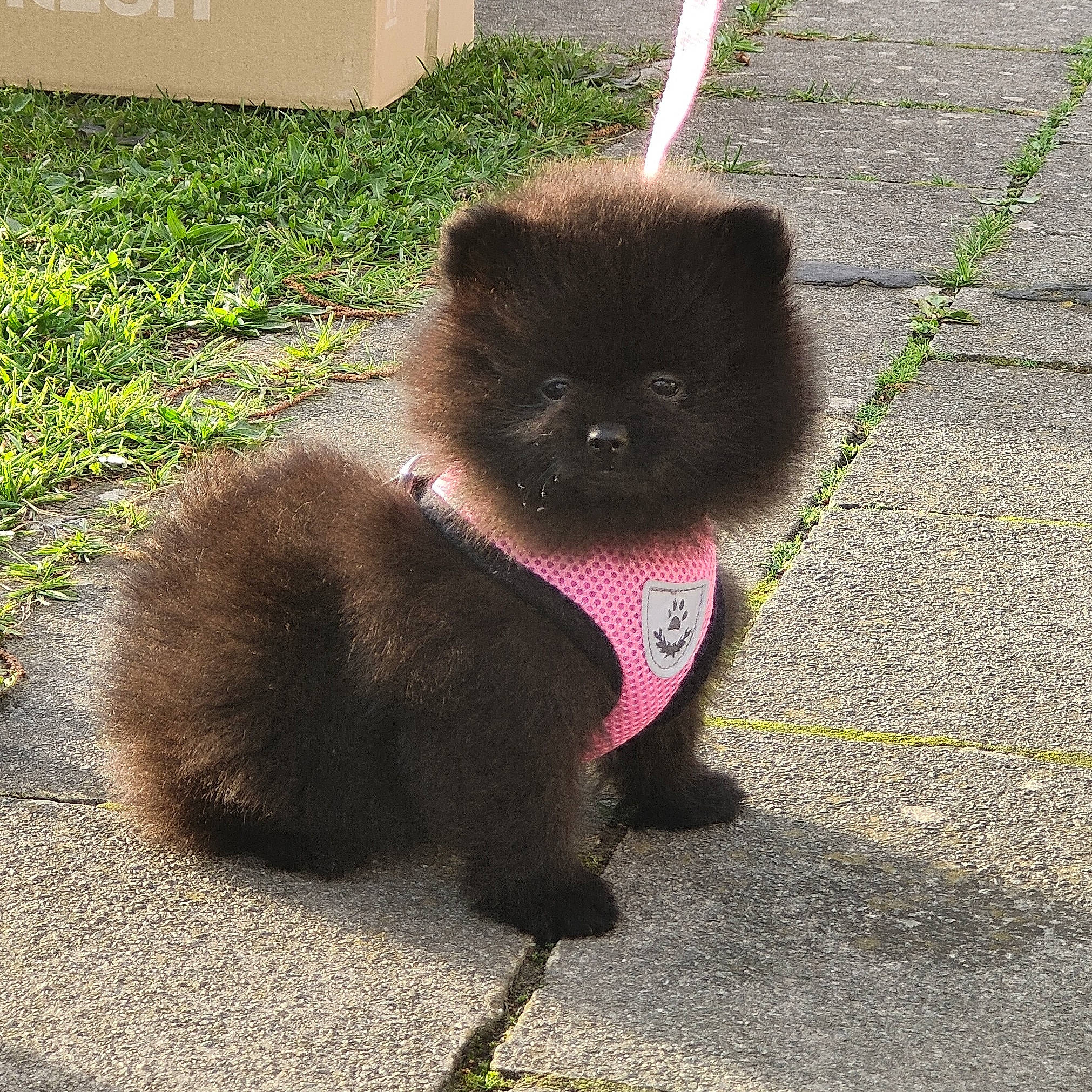 Naya a rejoint le concours — aidez-le/la à gagner de superbes lots ! asphalt, canidae, carnivore, collar, companion_dog, dog_breed, fawn, felidae, foot, fur, grass, liver, paw, road_surface, small_to_medium_sized_cats, snout, sporting_group, tail, terrestrial_animal, working_animal