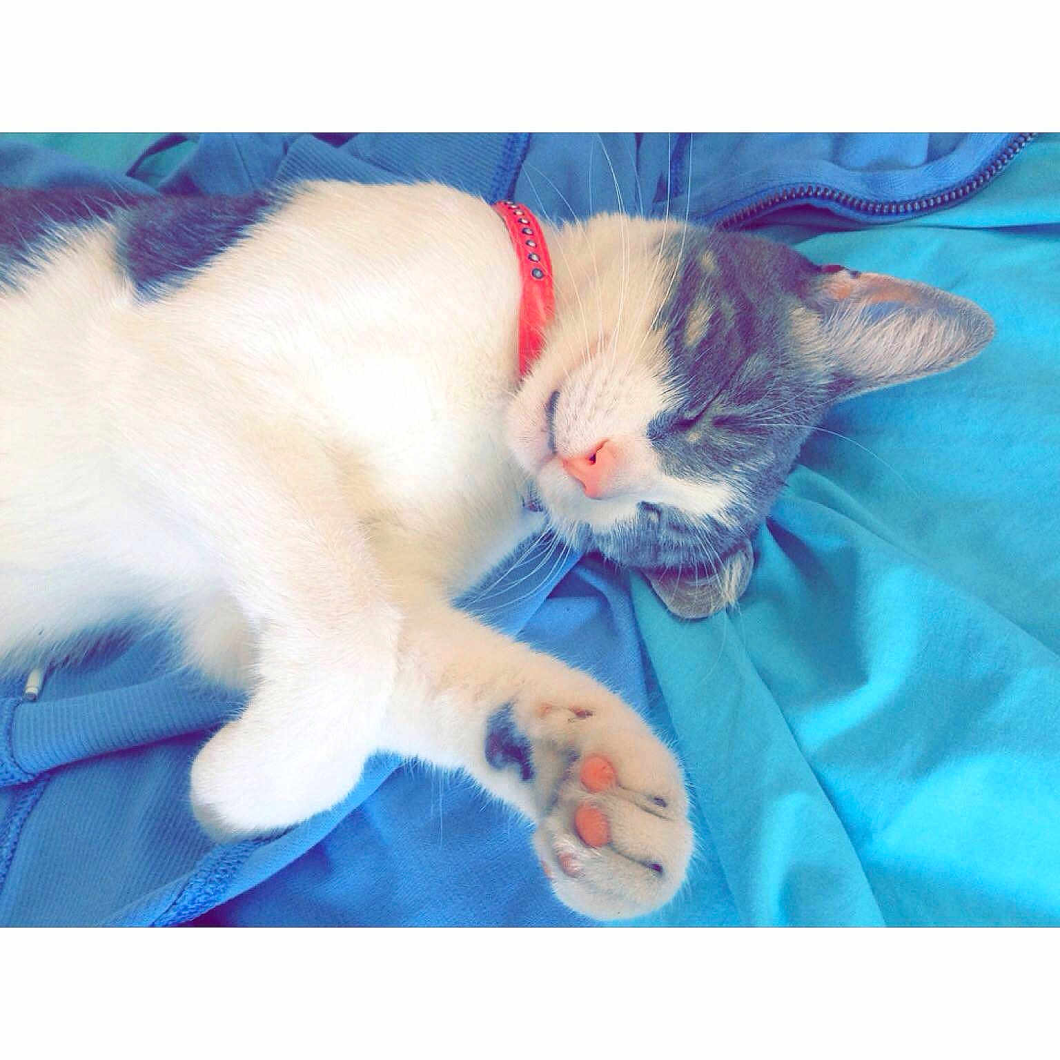 Penny