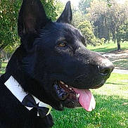 Bogart is registered to the contest to win money with this photo: