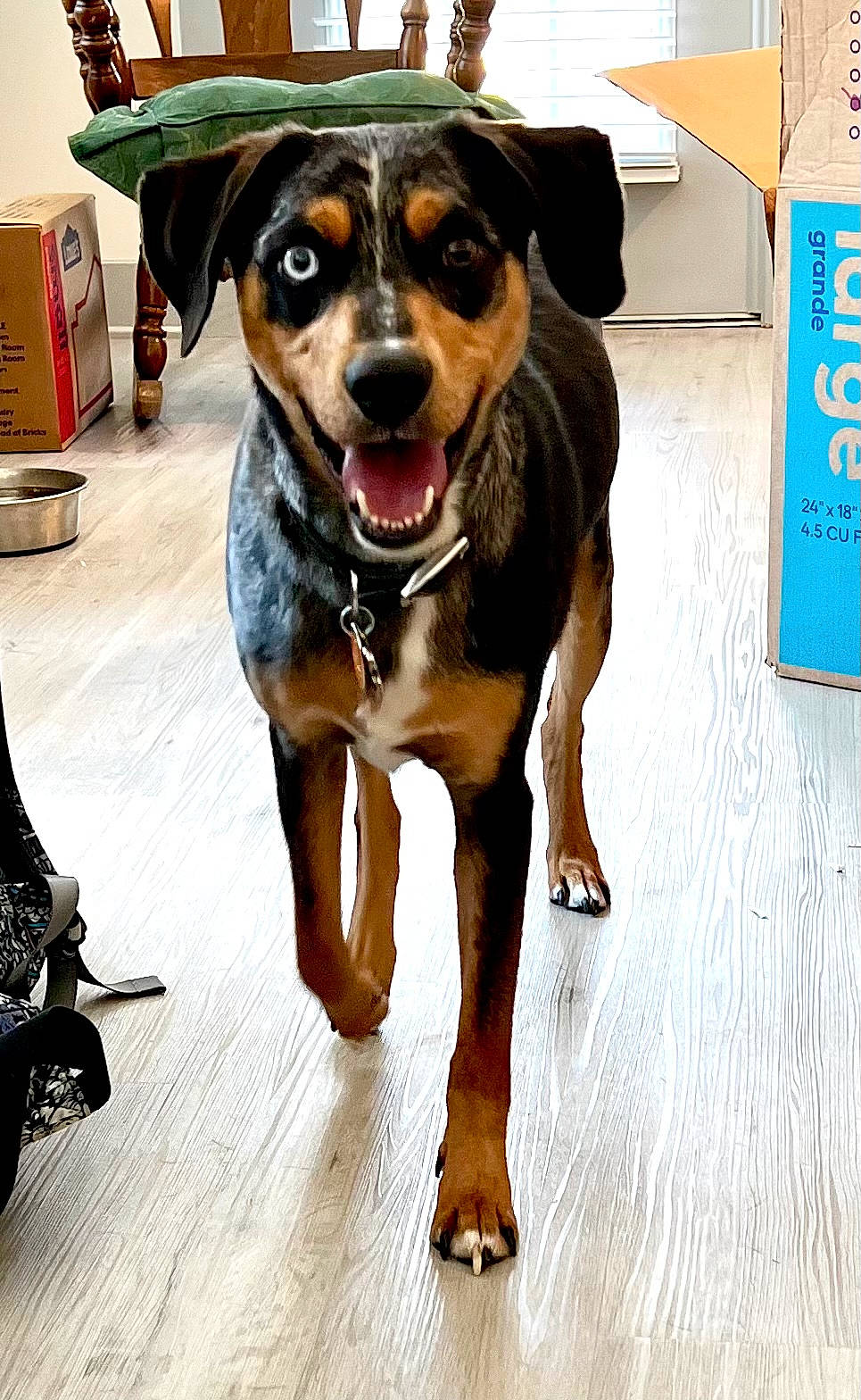 Thor is registered to the contest to win money with this photo: ancient_dog_breeds, ball, canidae, collar, companion_dog, dog, dog_breed, dog_collar, fawn, flooring, fur, guard_dog, hunting_dog, pet_supply, rottweiler, snout, sporting_group, sports_equipment, working_animal, working_dog