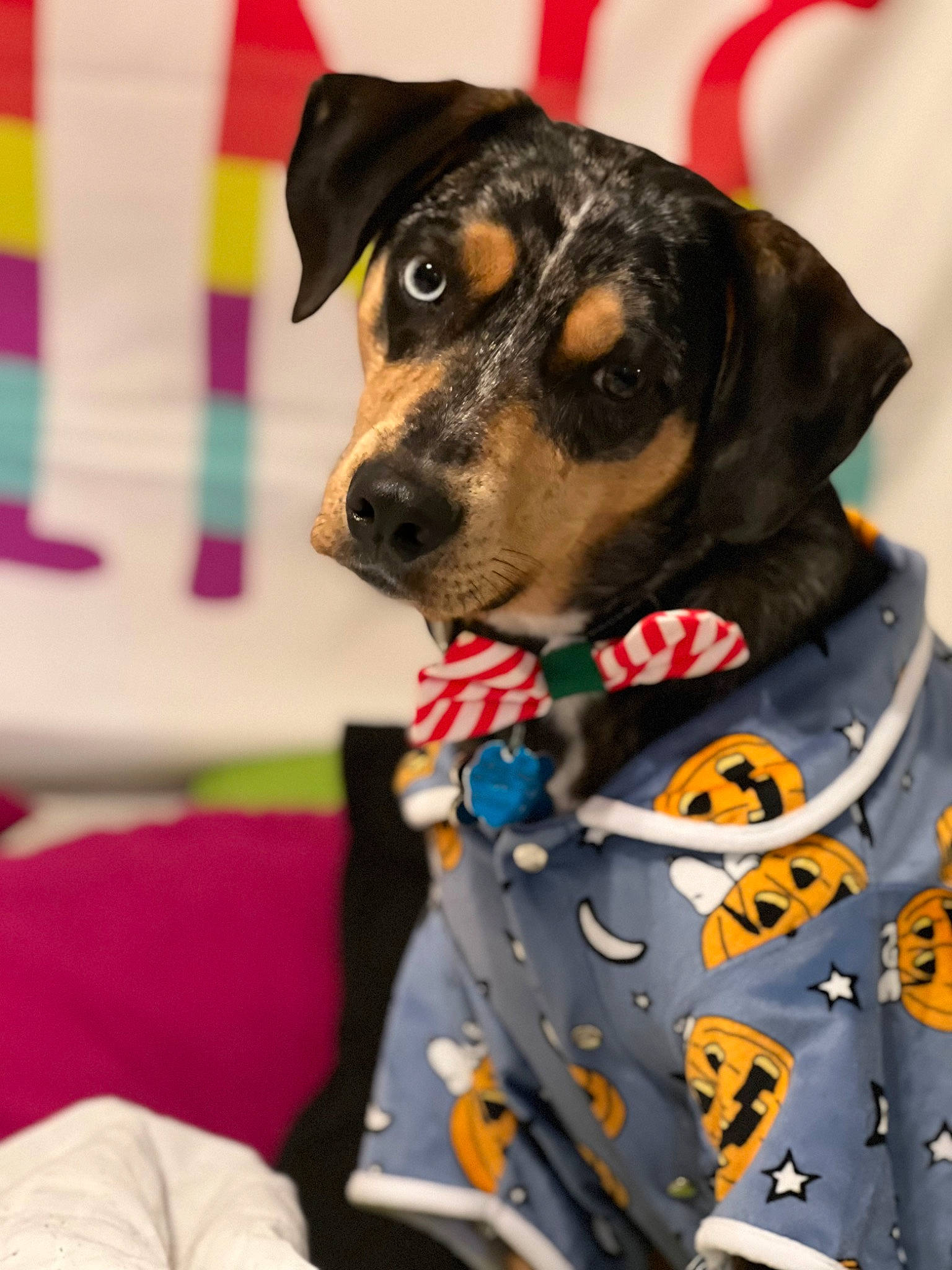 Thor is registered to the contest to win money with this photo: canidae, carnivore, collar, companion_dog, dog, dog_breed, dog_clothes, dog_collar, dog_supply, event, fashion_accessory, fur, guard_dog, leash, personal_protective_equipment, pet_supply, snout, sporting_group, working_animal, working_dog