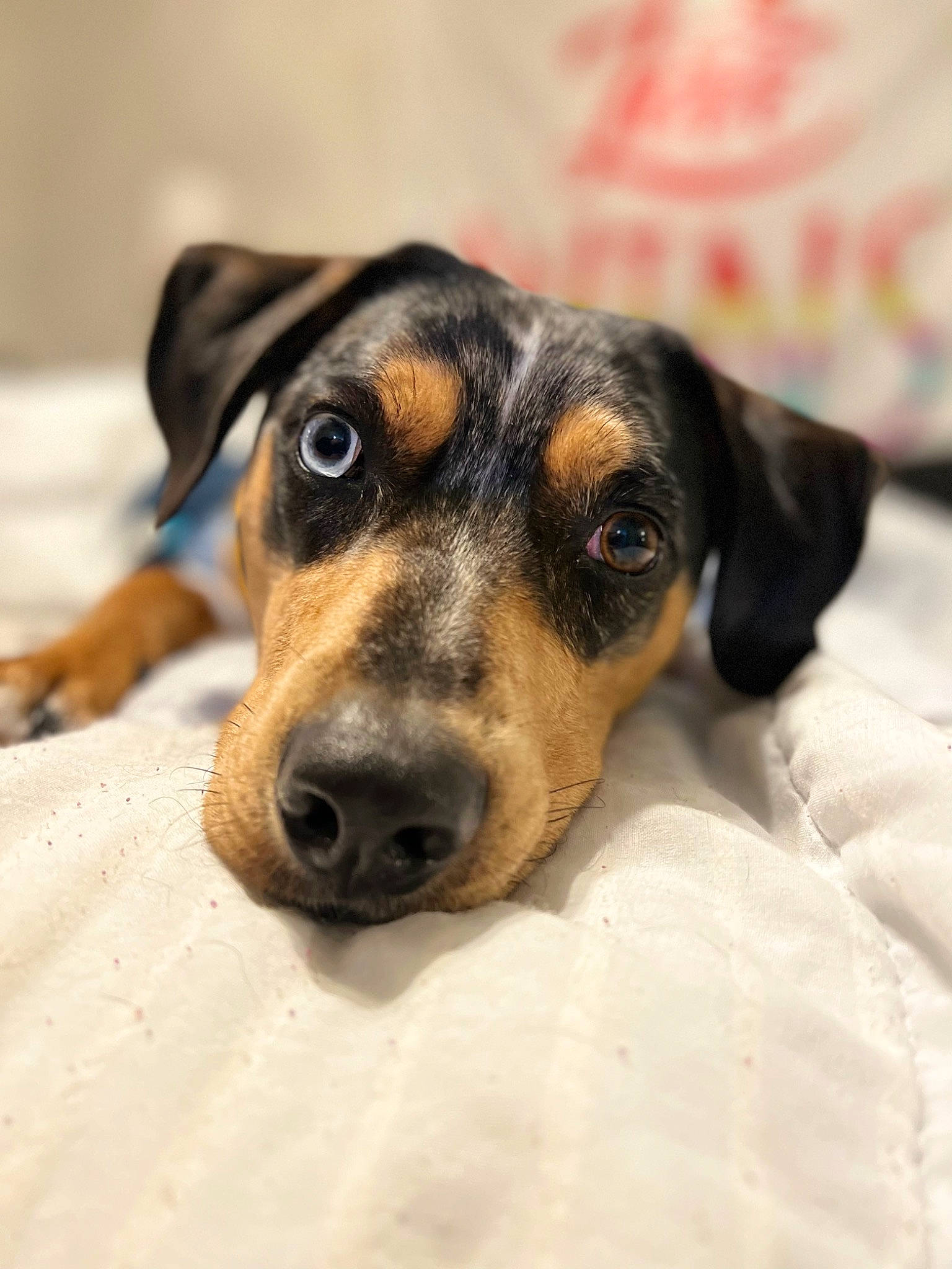 Thor is registered to the contest to win money with this photo: canidae, carnivore, companion_dog, dog, dog_breed, fur, guard_dog, paw, small_terrier, snout, sporting_group, terrier, toy_dog, whiskers, working_animal, working_dog