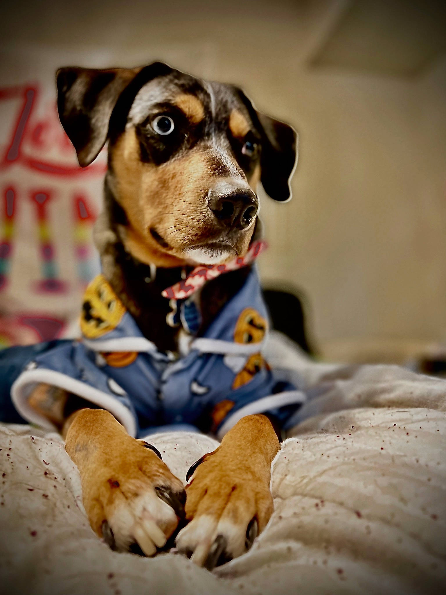 Thor is registered to the contest to win money with this photo: canidae, carnivore, collar, companion_dog, dog, dog_breed, dog_collar, dog_supply, fawn, fur, guard_dog, leash, non_sporting_group, personal_protective_equipment, pet_supply, snout, sporting_group, whiskers, working_animal, working_dog