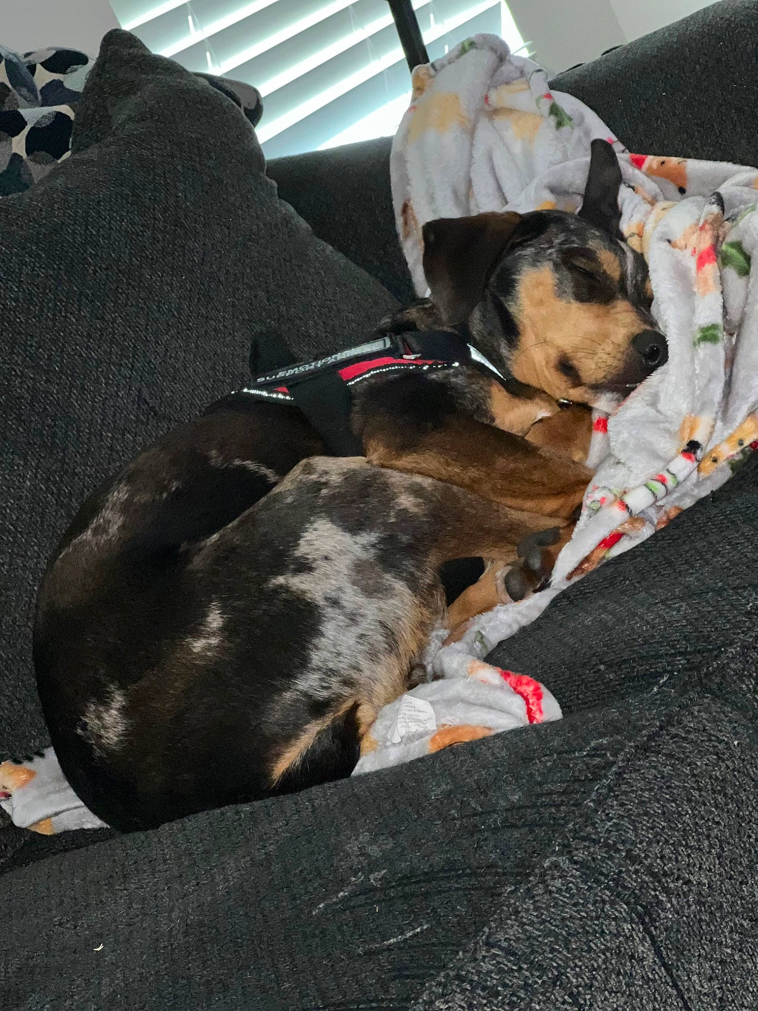 Thor joined the competition — help win amazing prizes! canidae, carnivore, collar, comfort, companion_dog, dog, dog_breed, dog_collar, dog_supply, fawn, fur, grey, leash, linens, non_sporting_group, pet_supply, sporting_group, toy_dog, working_animal