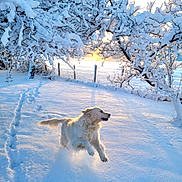 Mango a rejoint le concours — aidez-le/la à gagner de superbes lots ! dog, golden_retriever, snow, winter, sunrise, trees, outdoor, playful, animal, nature, fence, sunlight, cold, daylight, paw_prints, running, fluffy, joyful, forest, landscape