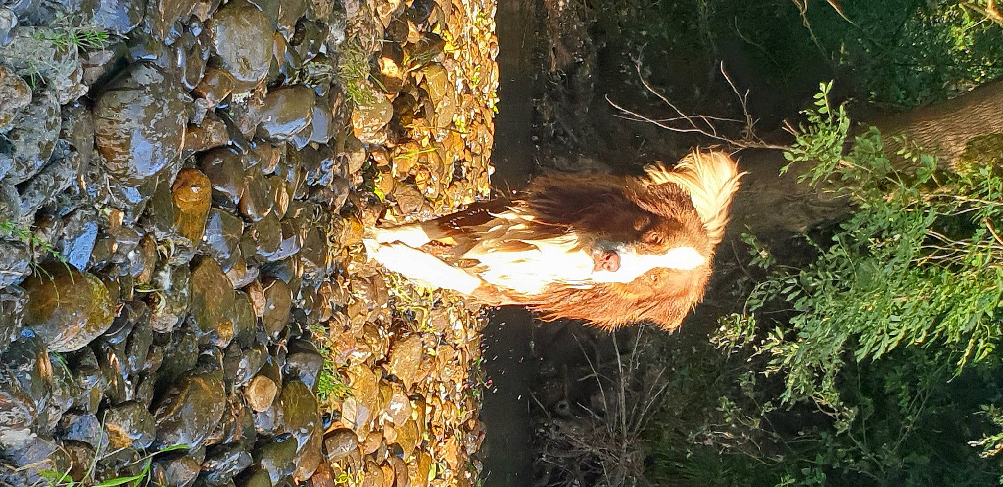 Néo participe au concours pour gagner de l'argent avec cette photo : birch_family, deciduous, dog, fawn, forest, grass, heat, natural_landscape, nature, people_in_nature, plant, sunlight, tail, temperate_broadleaf_and_mixed_forest, terrestrial_animal, tints_and_shades, tree, trunk, wood, woodland