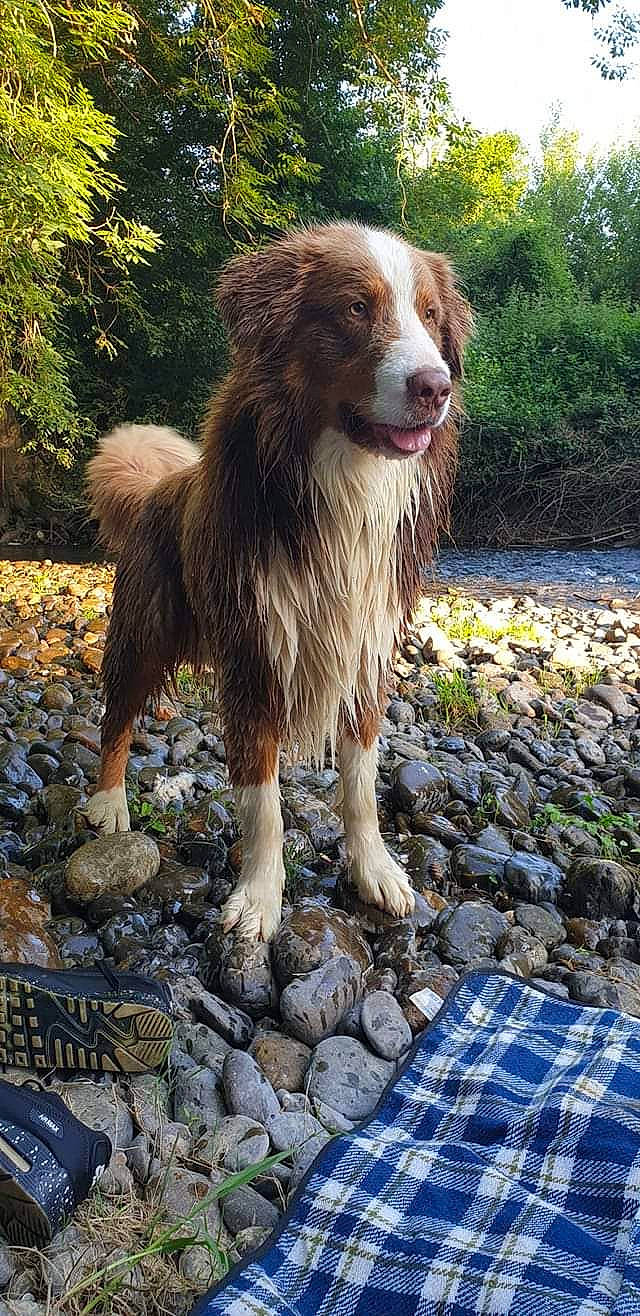 Néo a rejoint le concours — aidez-le/la à gagner de superbes lots ! border_collie, canidae, carnivore, companion_dog, dog, dog_breed, fur, grass, herding_dog, liver, pattern, plaid, plant, rock, snout, soil, sporting_group, tartan, terrestrial_animal, tree
