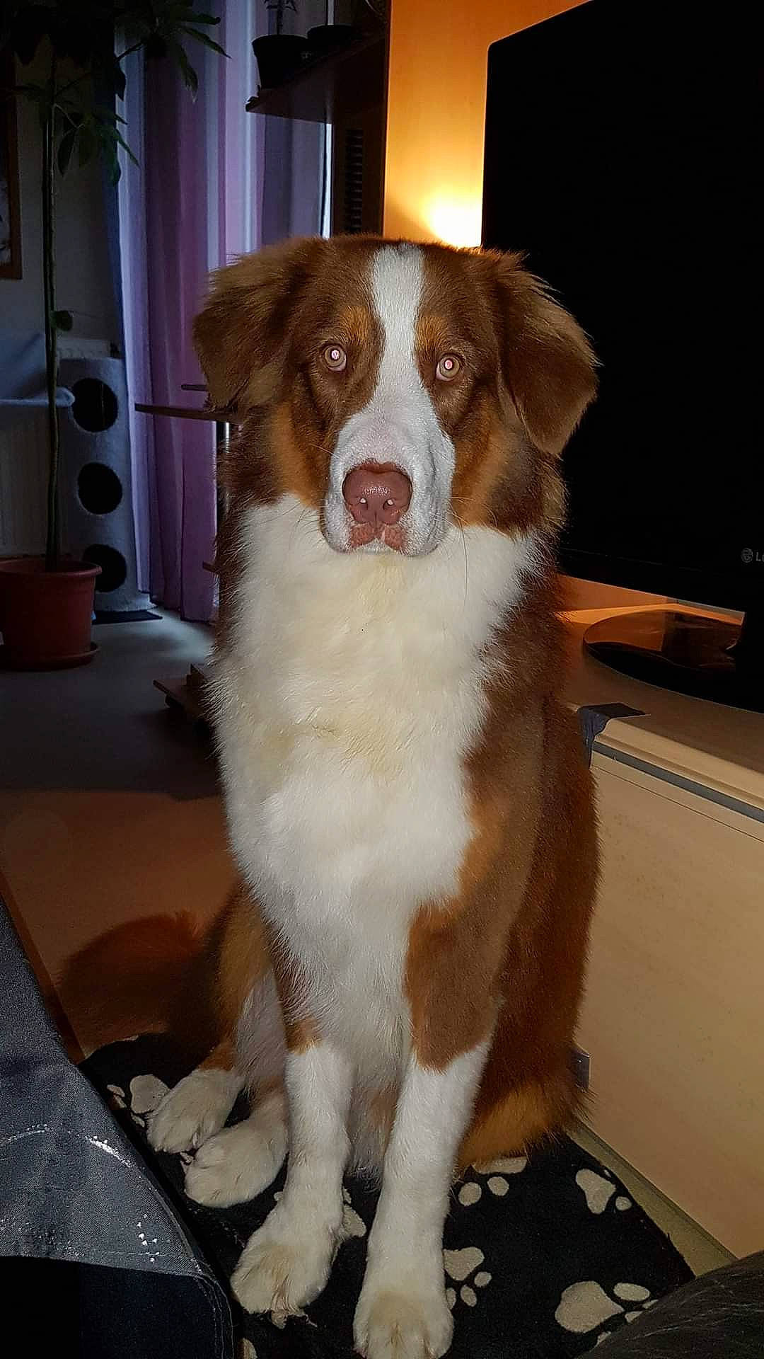 Néo a rejoint le concours — aidez-le/la à gagner de superbes lots ! ancient_dog_breeds, canidae, carnivore, chair, companion_dog, dog, dog_breed, door, fawn, fur, gun_dog, herding_dog, liver, snout, sporting_group, whiskers, working_animal, working_dog