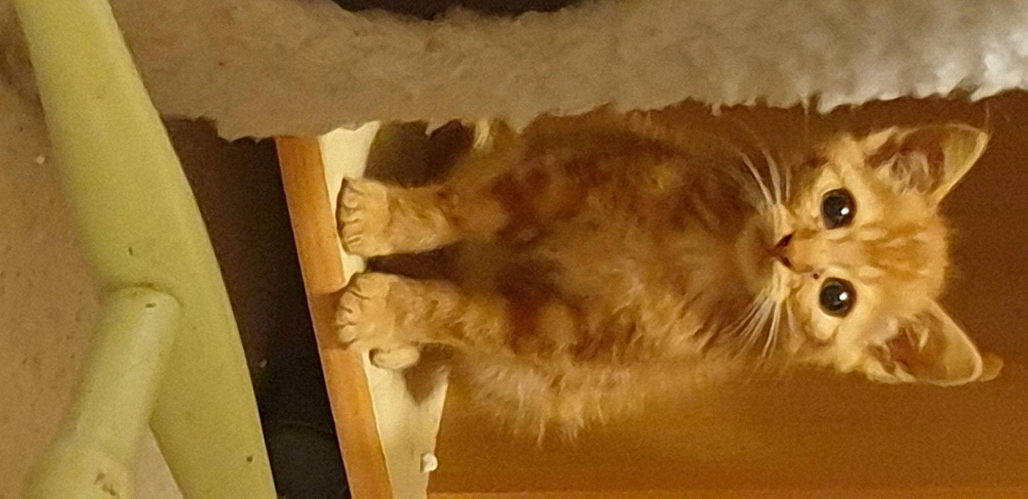 Mantra participe au concours pour gagner de l'argent avec cette photo : carnivore, cat, domestic_short_haired_cat, fawn, felidae, fur, paw, small_to_medium_sized_cats, tail, terrestrial_animal, whiskers, window, wood