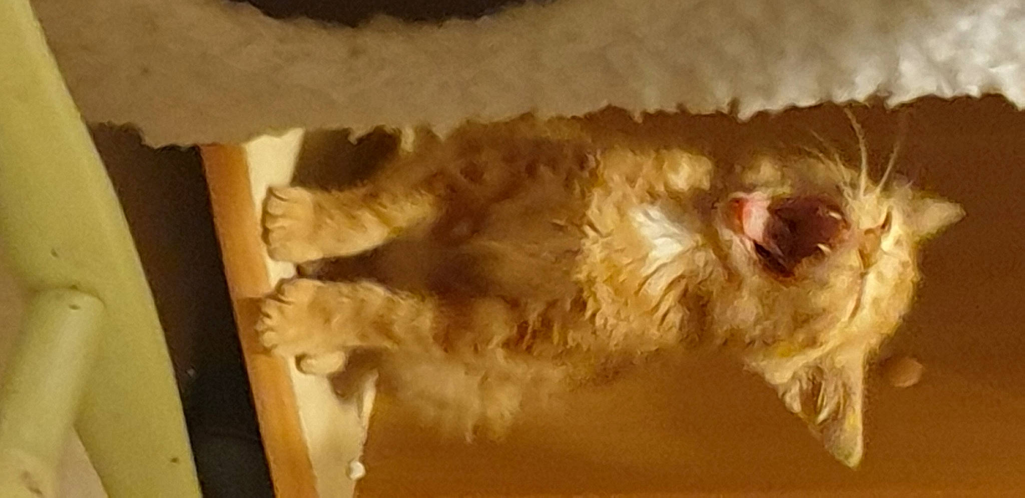 Mantra a rejoint le concours — aidez-le/la à gagner de superbes lots ! canidae, carnivore, claw, companion_dog, dog_breed, fang, fawn, feather, felidae, foot, fur, paw, shout, small_to_medium_sized_cats, sporting_group, tail, terrestrial_animal, whiskers, wood, yawn