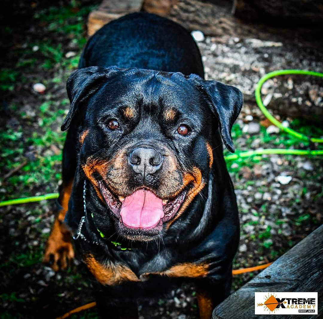 Oxane a rejoint le concours — aidez-le/la à gagner de superbes lots ! canidae, carnivore, collar, companion_dog, dog, dog_breed, dog_collar, fur, grass, guard_dog, hunting_dog, plant, puppy, rottweiler, snout, sporting_group, terrestrial_animal, whiskers, working_animal, working_dog
