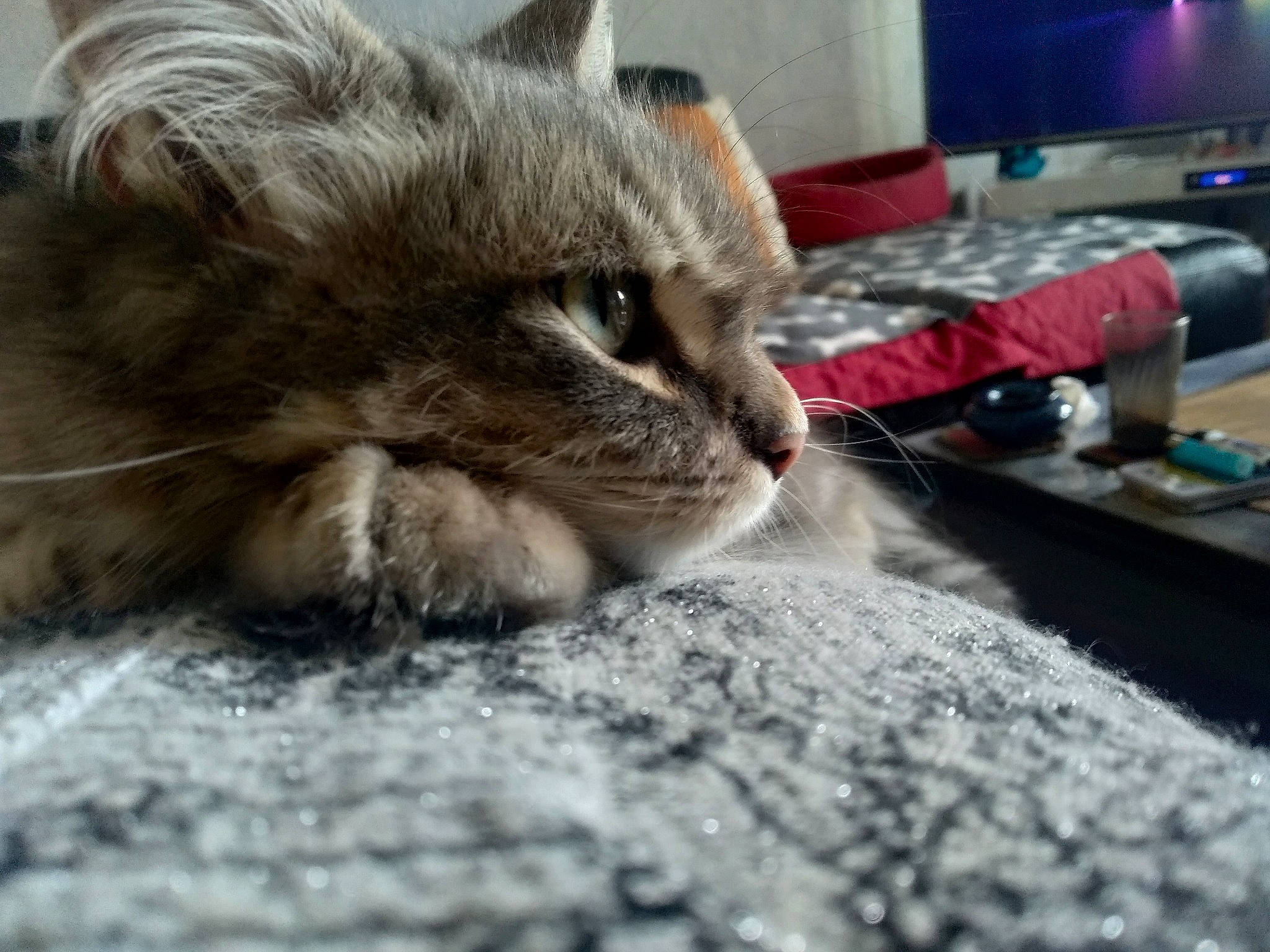 Raka a rejoint le concours — aidez-le/la à gagner de superbes lots ! carnivore, cat, claw, comfort, computer_keyboard, domestic_short_haired_cat, fawn, felidae, flooring, fur, led_backlit_lcd_display, nap, paw, sleep, small_to_medium_sized_cats, snout, television, whiskers