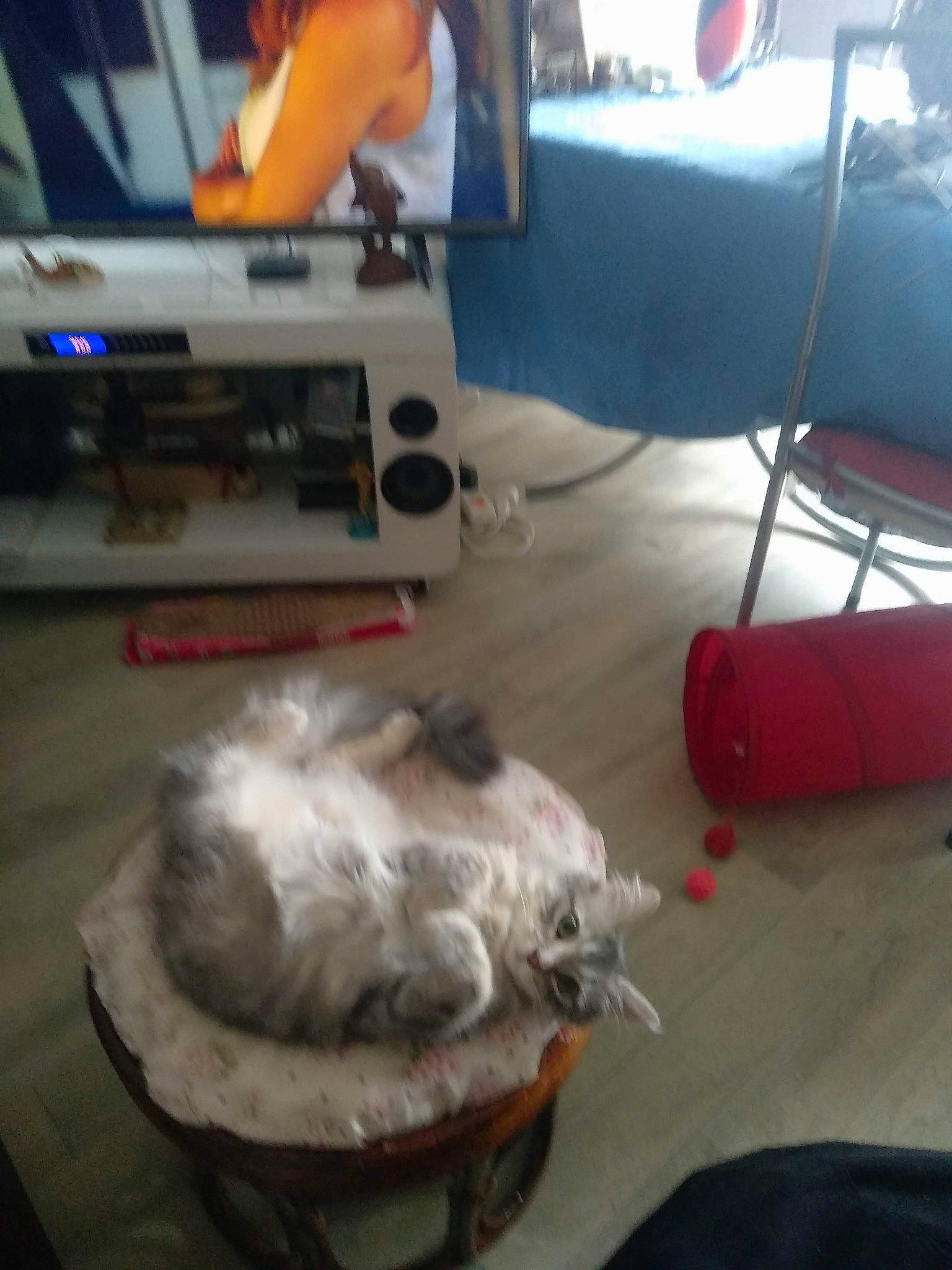 Raka participe au concours pour gagner de l'argent avec cette photo : box, canidae, carnivore, cat, comfort, companion_dog, couch, dog_breed, domestic_short_haired_cat, felidae, flooring, fur, hardwood, paw, room, small_to_medium_sized_cats, sporting_group, tail, whiskers, wood