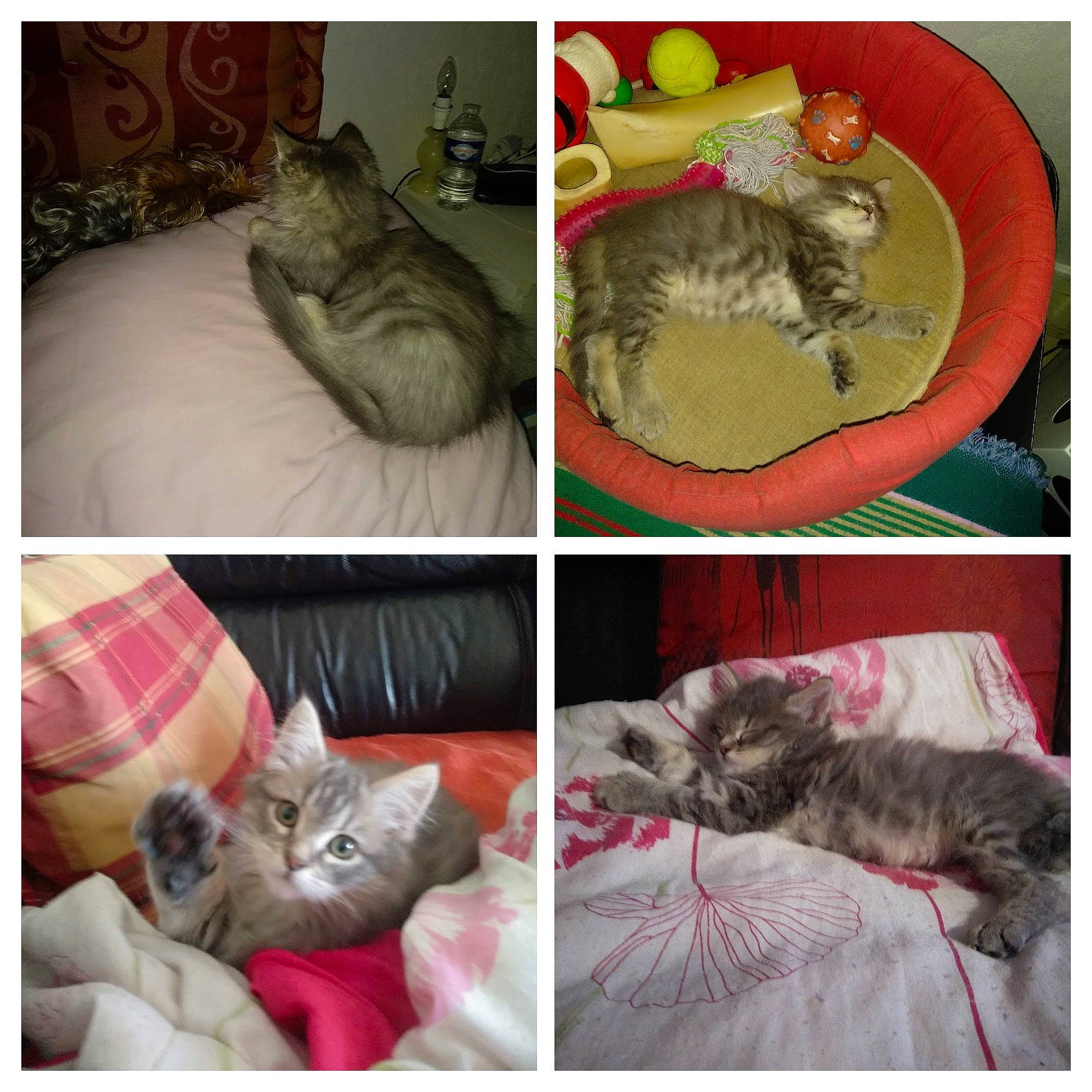 Raka participe au concours pour gagner de l'argent avec cette photo : art, bedding, carnivore, cat, comfort, domestic_short_haired_cat, fawn, felidae, fur, grey, linens, mammal, paw, photograph, small_to_medium_sized_cats, snapshot, tail, textile, vertebrate, whiskers