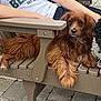 dog, bench, person, outdoor, pavement, fur, pet, resting, curly_fur, brown_dog, black_and_white_dog, animal, relaxed, seated, casual, daylight, closeup, companion, friendly, portrait