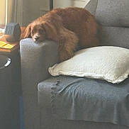Maggie is registered to the contest to win money with this photo: dog, sofa, armrest, pillow, blanket, furniture, living_room, brown_dog, pet, resting, cozy, indoor, home, relaxed, fur, cushion, comfort, domestic, animal, lazy