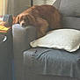 dog, sofa, armrest, pillow, blanket, furniture, living_room, brown_dog, pet, resting, cozy, indoor, home, relaxed, fur, cushion, comfort, domestic, animal, lazy