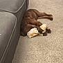 dog, brown_dog, carpet, couch, toy, bone_toy, indoor, pet, lying_down, paws, floor, furniture, animal, domestic_animal, resting, living_room, household, canine, cozy, relaxation