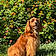 Maggie