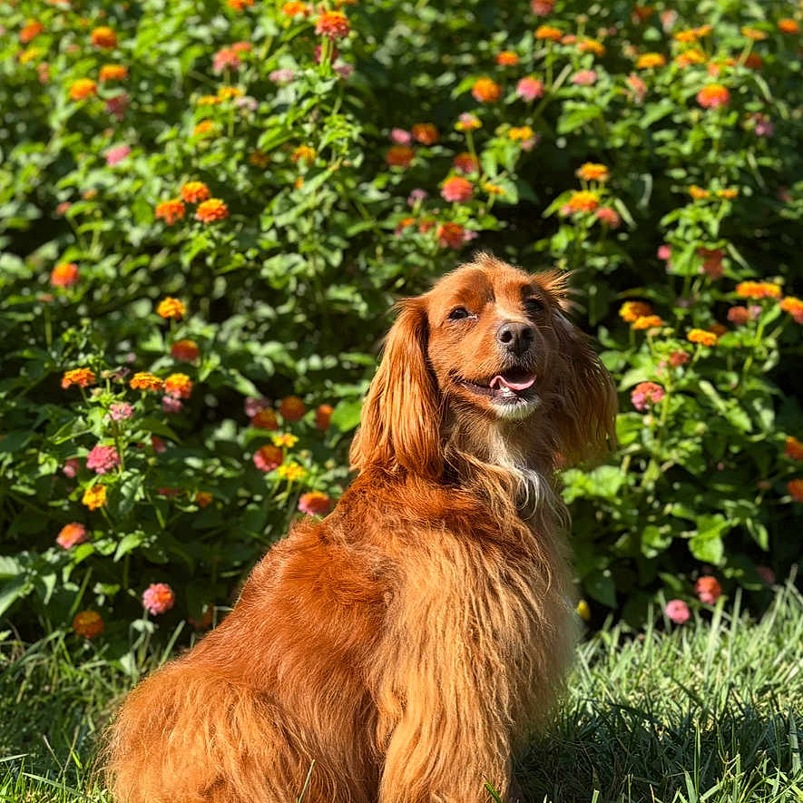 Maggie