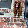 dog, wet, tongue_out, steps, brick_wall, door, outdoor, pet, animal, happy, front_porch, canine, fur, collar, pavement, railing, brown, cute, young_dog, friendly