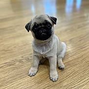 Maya participe au concours pour gagner de l'argent avec cette photo : animal, canine, dog, hardwood, indoors, interiordesign, pet, pug, puppy, snout, wood