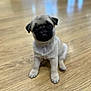 animal, canine, dog, hardwood, indoors, interiordesign, pet, pug, puppy, snout, wood