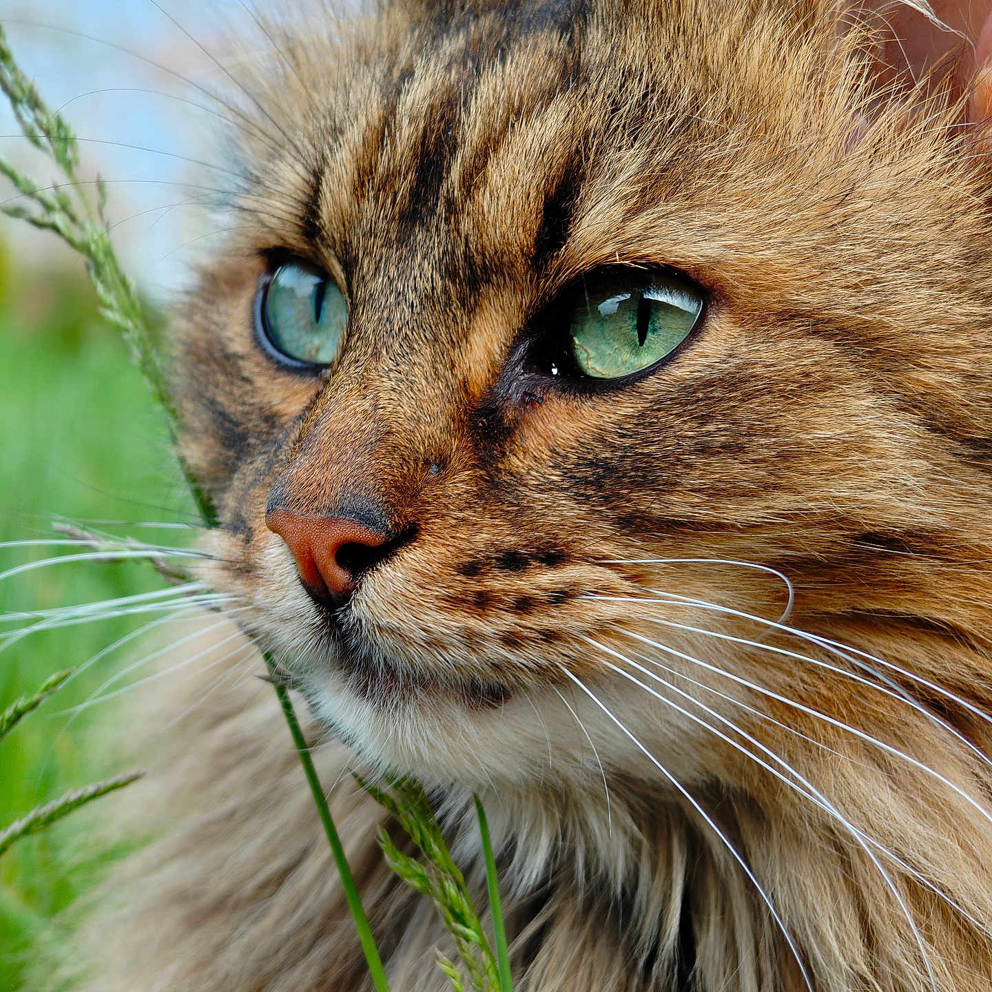 Vlad a rejoint le concours — aidez-le/la à gagner de superbes lots ! animal, blue_sky, cat, close_up, cute, domestic_cat, face, feline, fluffy, focus, fur, grass, green_eyes, mammal, nature, outdoor, portrait, serene, whisker, whiskers