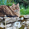 Vlad a rejoint le concours — aidez-le/la à gagner de superbes lots ! animal, cat, closeup, dandelion, daylight, fluffy, fur, grass, greenery, leaf, moss, nature, outdoor, pet, plant, relaxed, sitting, stone_wall, tabby, wildlife