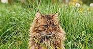Vlad participe au concours pour gagner de l'argent avec cette photo : animal, calm, cat, closeup, daylight, feline, fluffy, grass, green_eyes, long_hair, majestic, meadow, nature, outdoor, pet, portrait, sitting, soft_focus, tabby, wildflowers