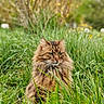 animal, calm, cat, closeup, daylight, feline, fluffy, grass, green_eyes, long_hair, majestic, meadow, nature, outdoor, pet, portrait, sitting, soft_focus, tabby, wildflowers
