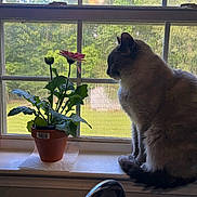 Evie is registered to the contest to win money with this photo: animal, cat, daylight, domestic, flower, fur, greenery, household, indoor, leaf, nature, peaceful, pet, plant, potted_plant, quiet, screen, side_view, window, windowsill