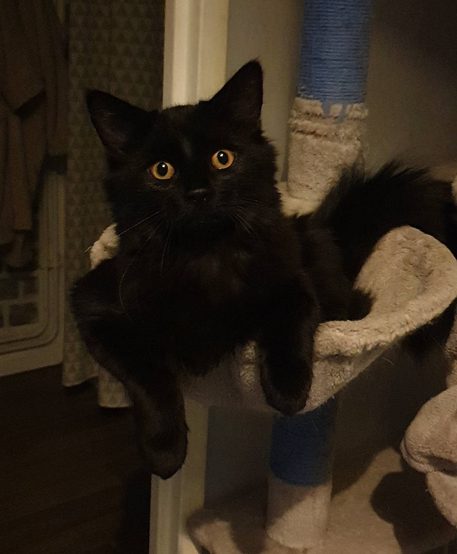 Bagherra a rejoint le concours — aidez-le/la à gagner de superbes lots ! black_cat, carnivore, cat, claw, comfort, domestic_short_haired_cat, eye, fawn, felidae, fur, grey, iris, paw, sitting, small_to_medium_sized_cats, snout, tail, terrestrial_animal, whiskers, window