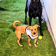 Delilah And Rosie is registered to the contest to win money with this photo: alert, animal, artificial_grass, black_dog, canine, companion, curious, dog, fence, lawn, outdoor, pet, playing, standing, tan_dog, tennis_ball, toy, two_dogs, vest, yard