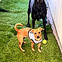 alert, animal, artificial_grass, black_dog, canine, companion, curious, dog, fence, lawn, outdoor, pet, playing, standing, tan_dog, tennis_ball, toy, two_dogs, vest, yard