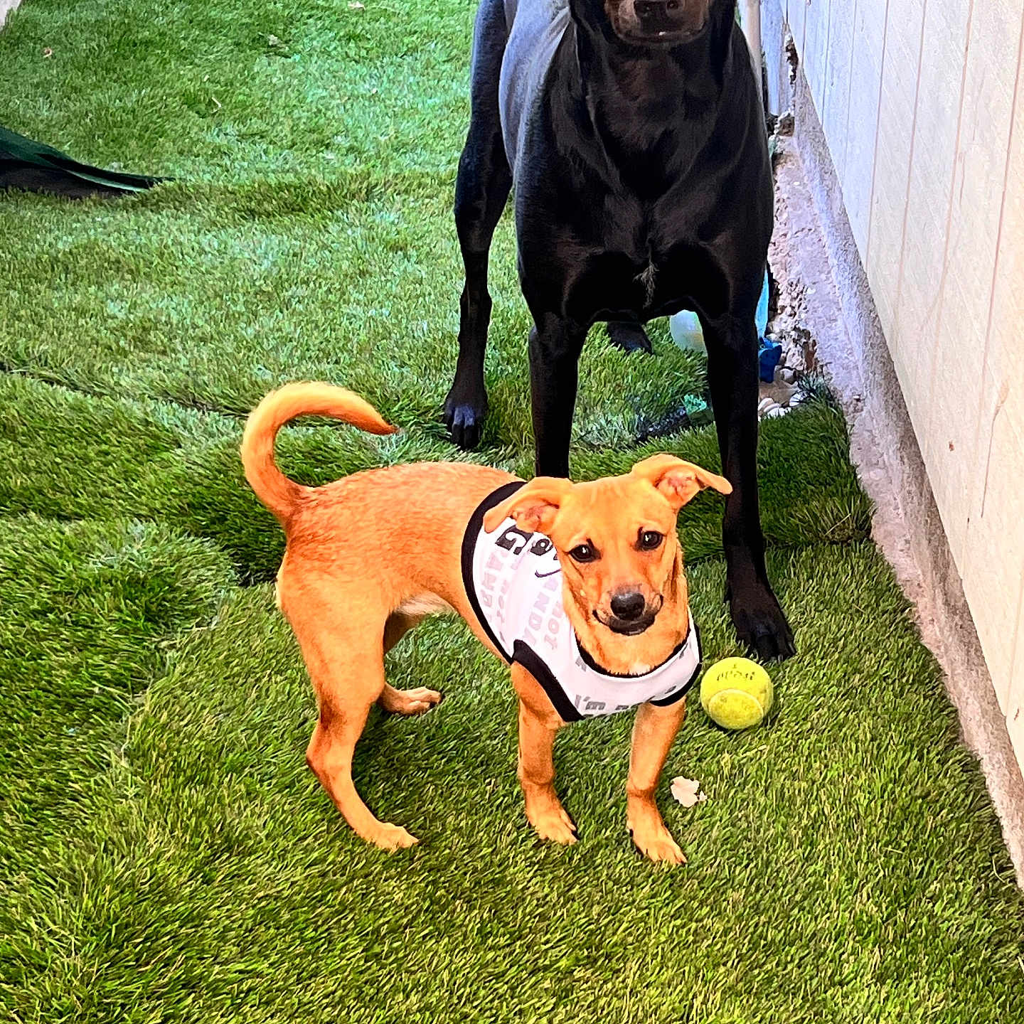 Delilah And Rosie is registered to the contest to win money with this photo: alert, animal, artificial_grass, black_dog, canine, companion, curious, dog, fence, lawn, outdoor, pet, playing, standing, tan_dog, tennis_ball, toy, two_dogs, vest, yard