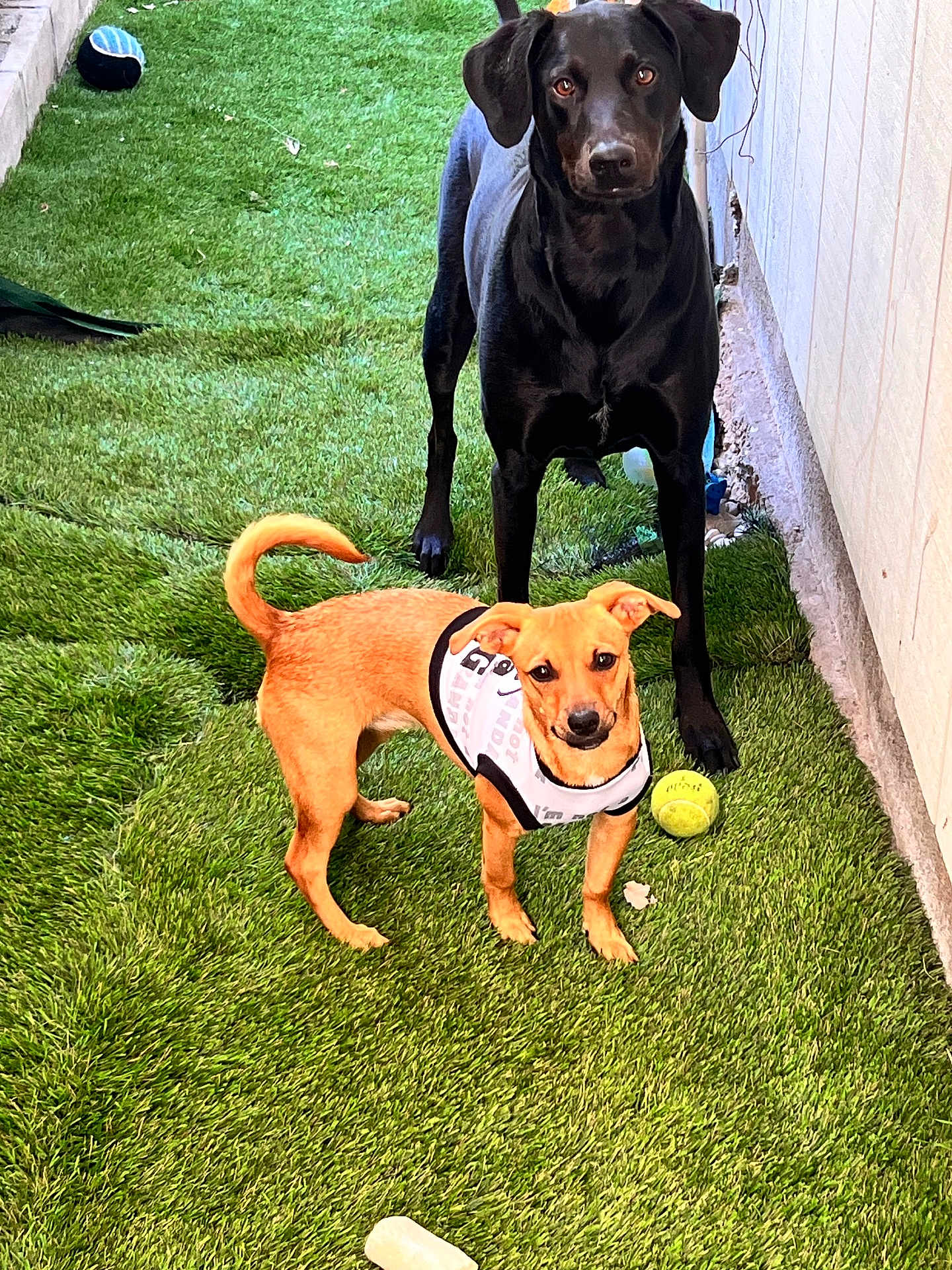 Delilah And Rosie is registered to the contest to win money with this photo: alert, animal, artificial_grass, black_dog, canine, companion, curious, dog, fence, lawn, outdoor, pet, playing, standing, tan_dog, tennis_ball, toy, two_dogs, vest, yard
