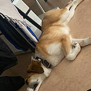Vanille a rejoint le concours — aidez-le/la à gagner de superbes lots ! dog, sleeping, carpet, floor, collar, table, furniture, indoor, resting, brown, white, pet, domestic_animal, canine, relaxation, quiet, calm, household, cozy, side_view