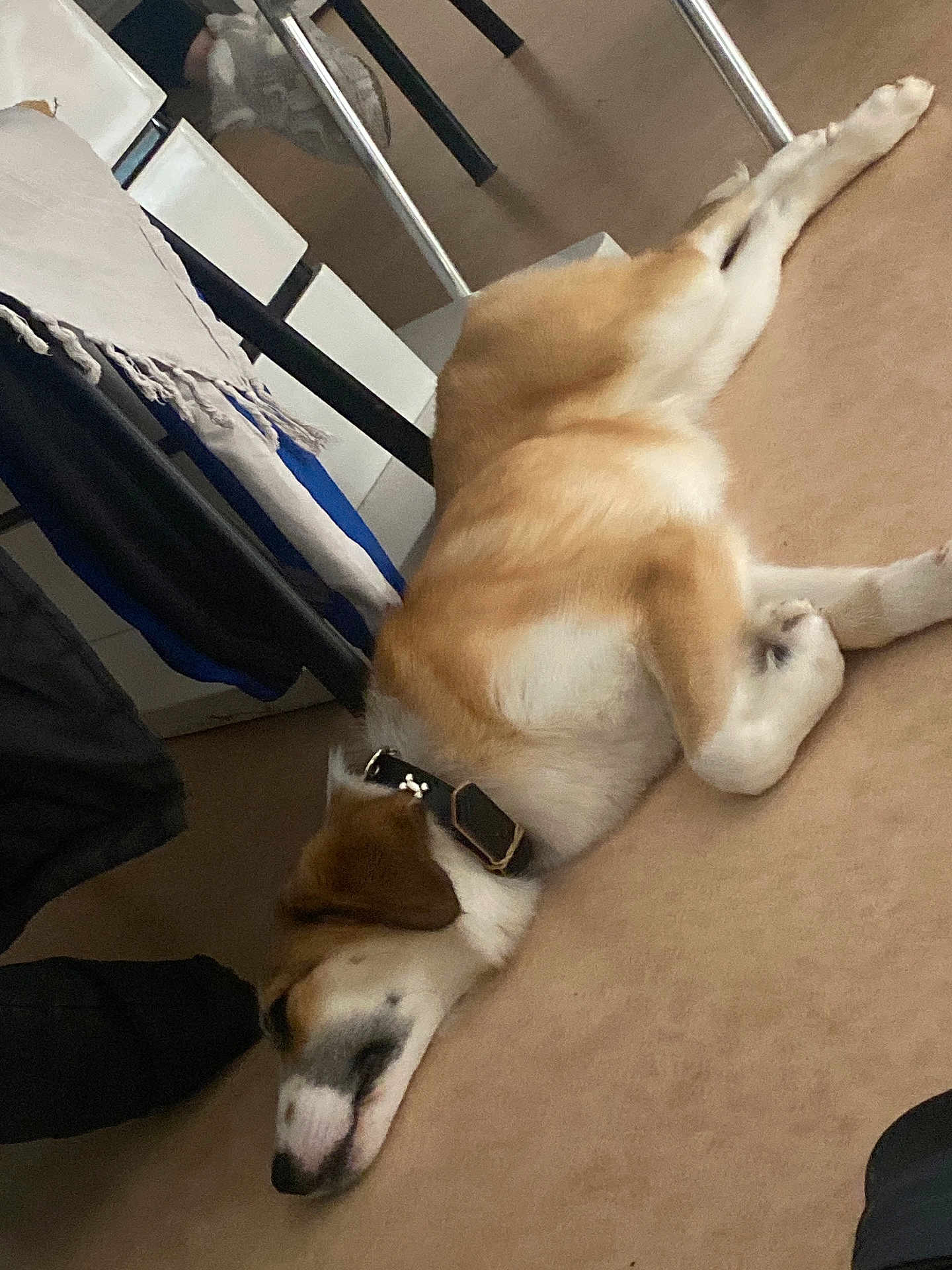 Vanille a rejoint le concours — aidez-le/la à gagner de superbes lots ! dog, sleeping, carpet, floor, collar, table, furniture, indoor, resting, brown, white, pet, domestic_animal, canine, relaxation, quiet, calm, household, cozy, side_view