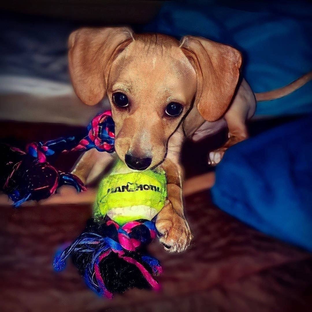 Dewey joined the competition — help win amazing prizes! canidae, carnivore, collar, companion_dog, dog, dog_breed, dog_clothes, dog_supply, electric_blue, fawn, happy, liver, paw, pet_supply, plastic, sky, snout, sporting_group, whiskers, working_animal